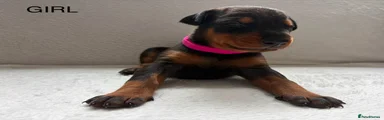 Dobermann 5