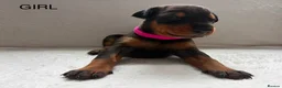 Dobermann dogs for sale: KC REGISTERED - DOBERMAN PUPPIES in Saint Helens - Advert 9