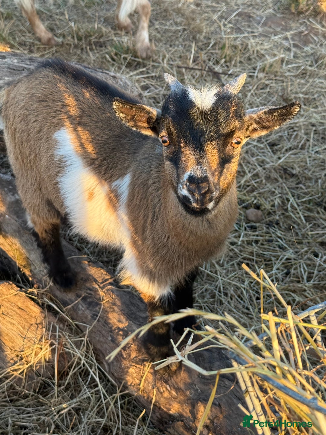 Goats livestock for sale: Wether Pygmy goats - Image 4