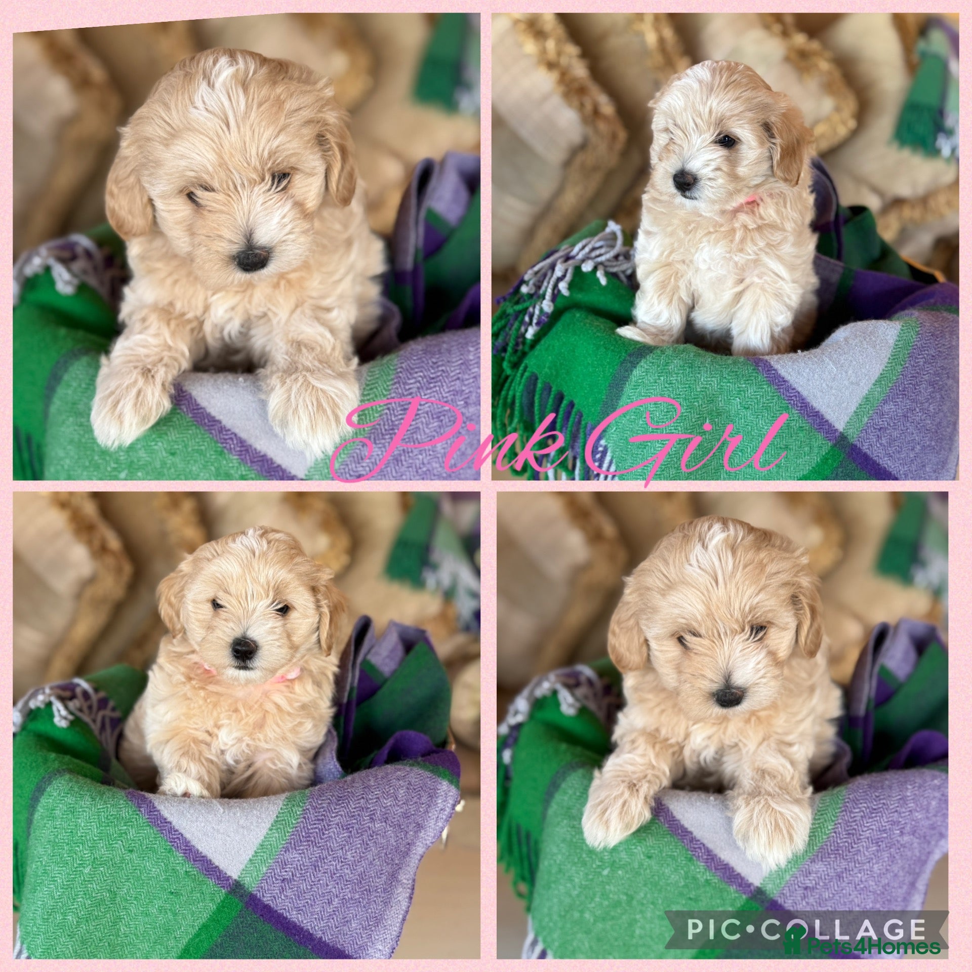 Maltipoo dogs Tiny prestige champion Asian Russian Maltipoos💜 - Advert 2