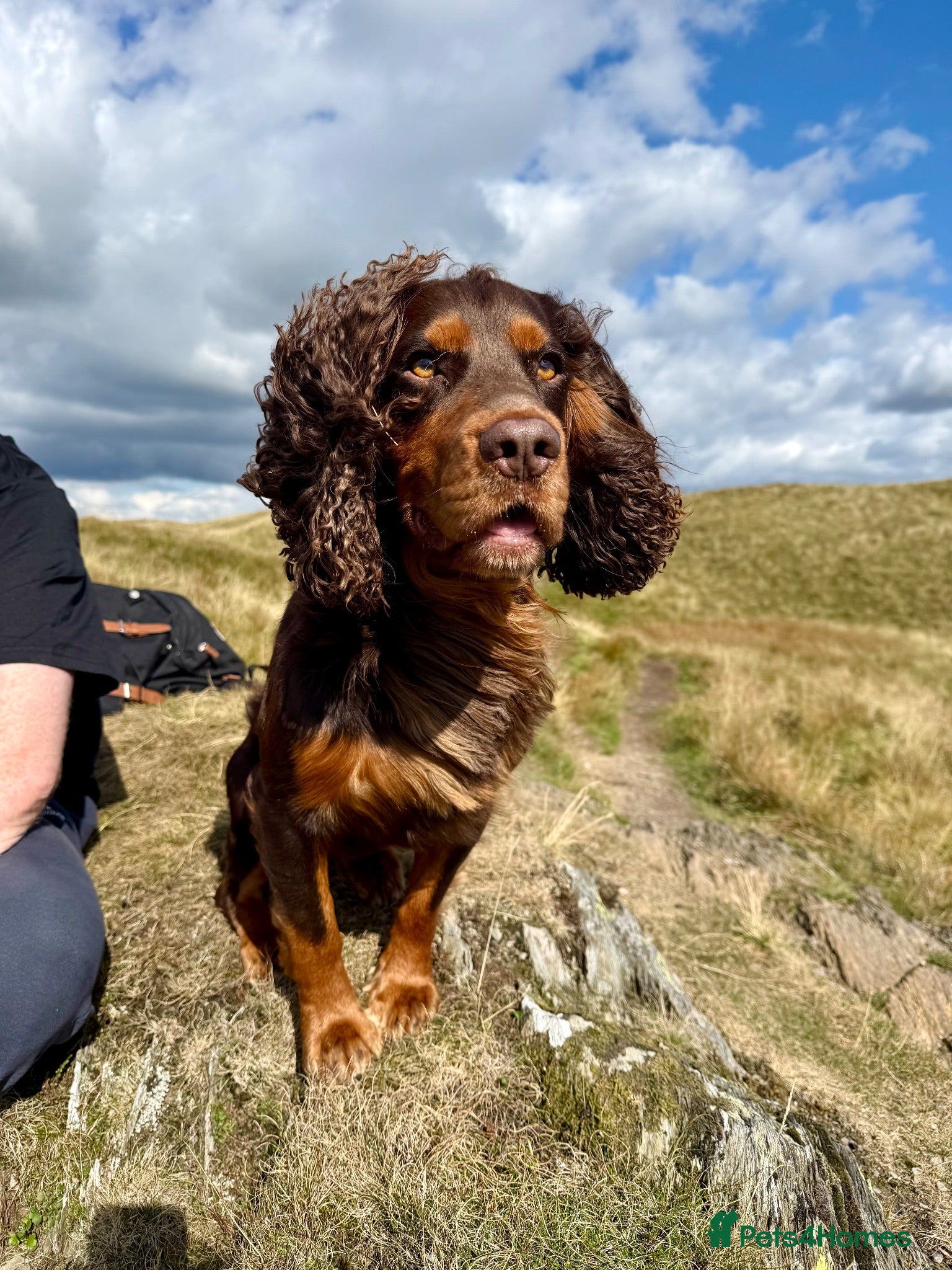 Cocker Spaniel dogs 🐾 Proven Stud - Healthy Working Cocker Spaniel 🐾 - Advert 1