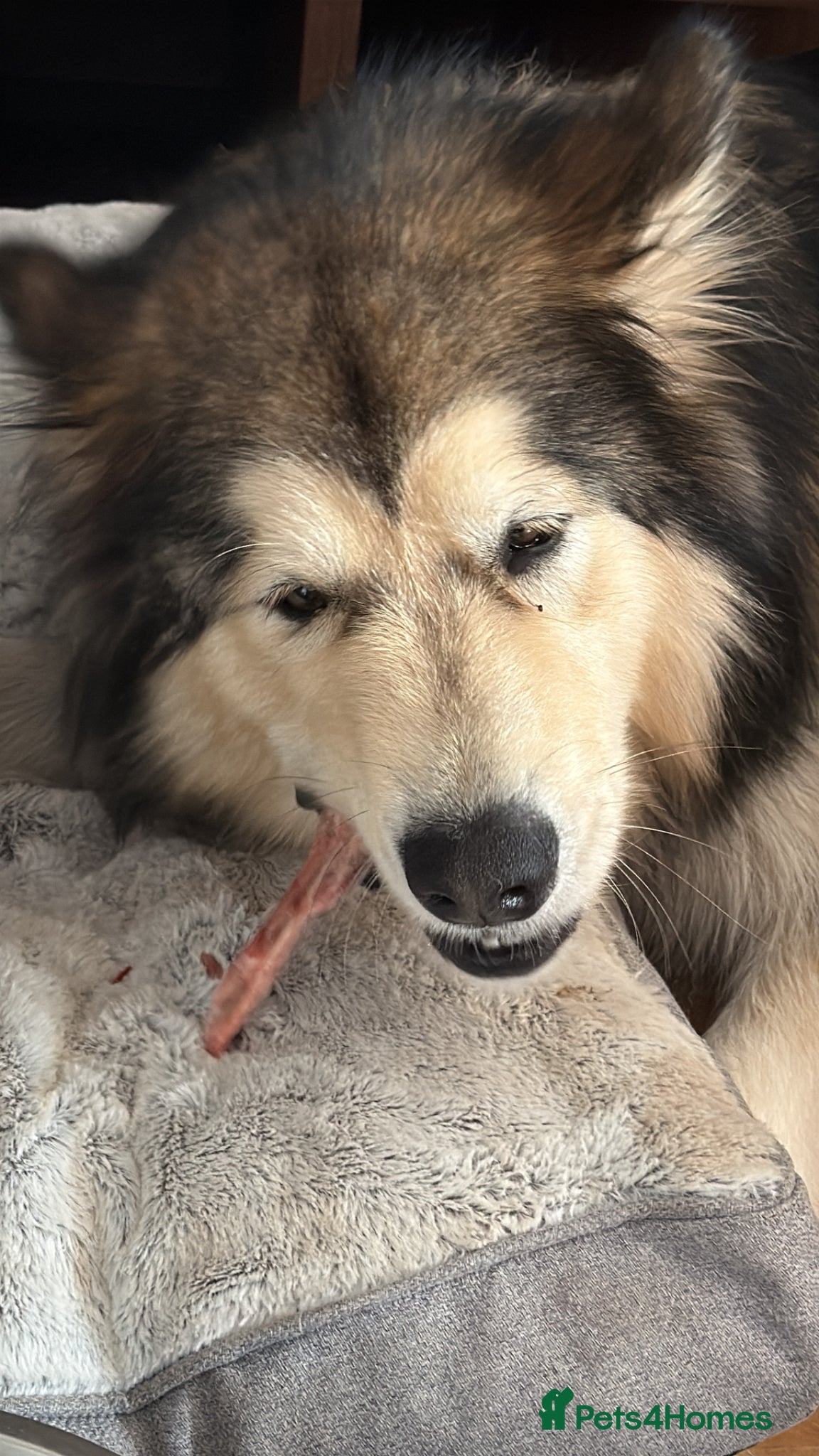 Alaskan Malamute dogs for sale: Alaskan malamute 1 male puppy  - Advert 1