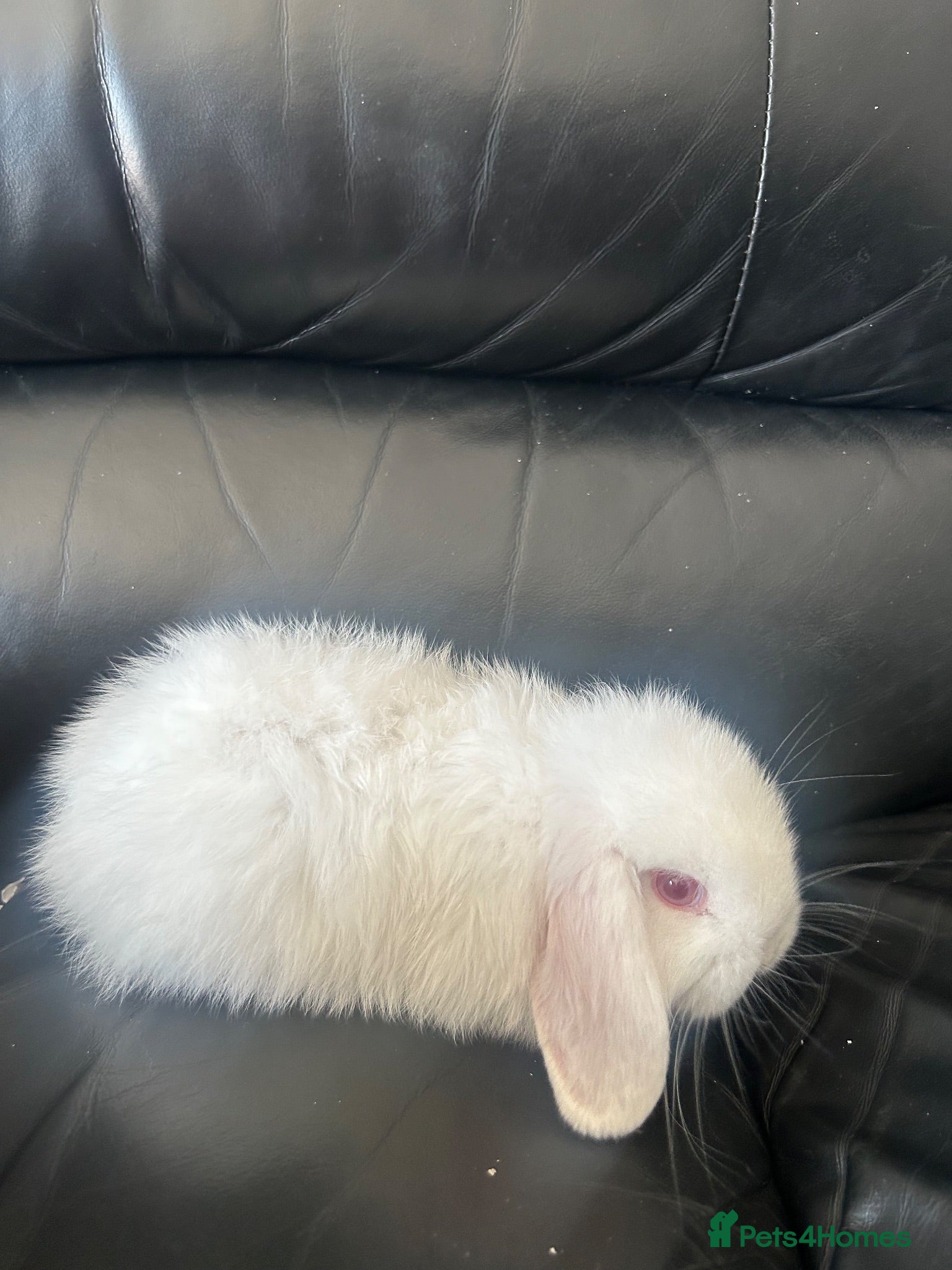 Mini Lop rabbits Pure breed mini lops - Advert 1