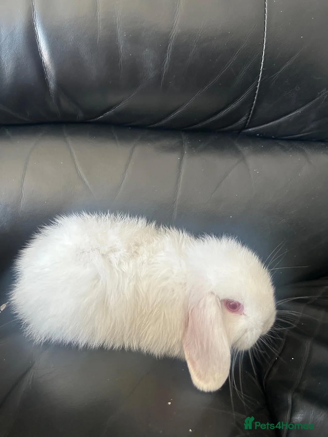 Mini Lop rabbits for sale: Pure breed mini lops - Advert 1