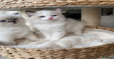 Ragdoll cats - Advert 6
