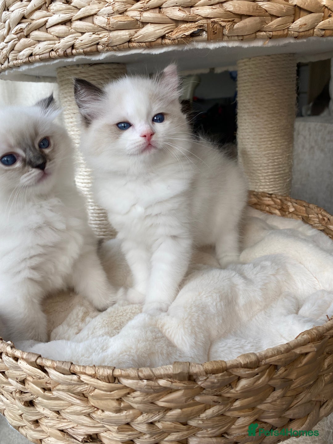 Ragdoll cats for sale: 🐾GCCF Family Reared Ragdoll Kittens🐾 - Image 7