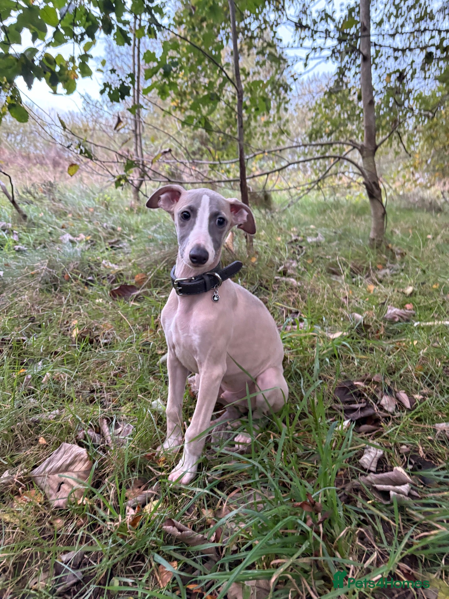 Whippet dogs Male whippet - Advert 16