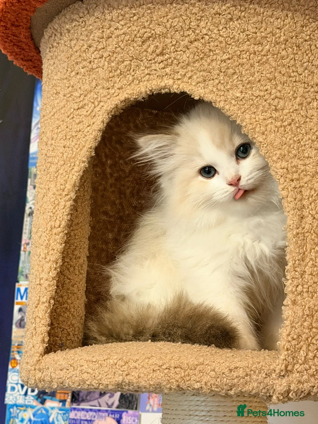 Ragdoll cats for sale:  Chunky tica reg Chocolate mink ragdoll ready now  - Advert 4