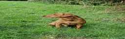 Labrador Retriever dogs for stud: Stanley in Tadley - Advert 5