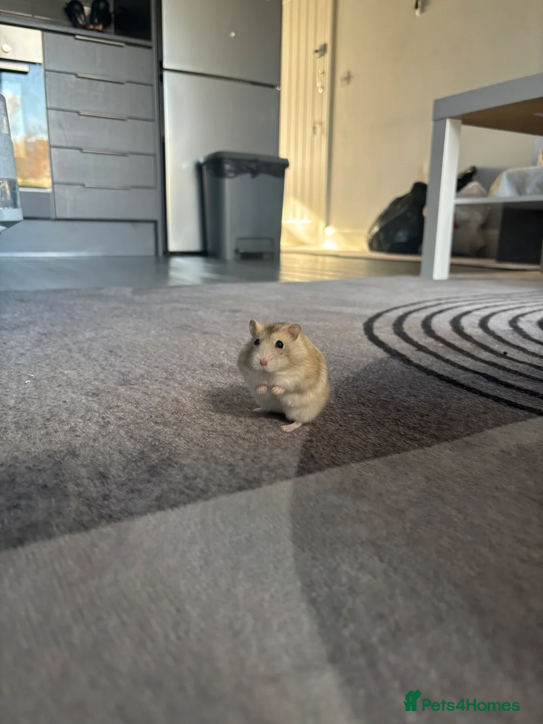 Hamster rodents for sale: Dwarf Hamster  in Harrow - Advert 1
