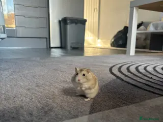 Hamster rodents Dwarf Hamster - Advert 2