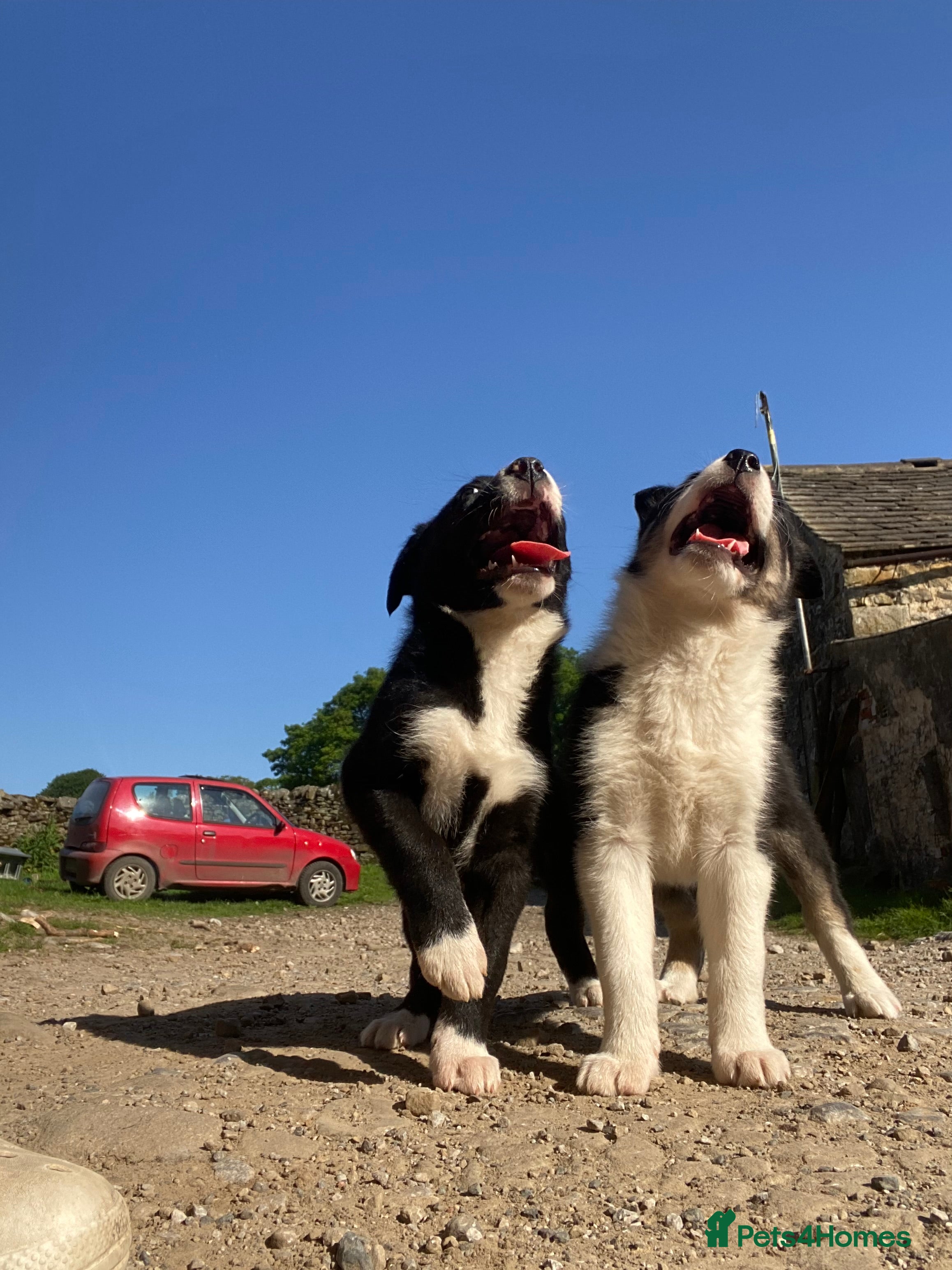Border Collie dogs Tricoloured Border Collie Puppies - Advert 2