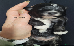 Mixed Breed dogs for sale: 🐶 Adorable La-Chon Puppies-Ready 1st December 🐶 - Image 11