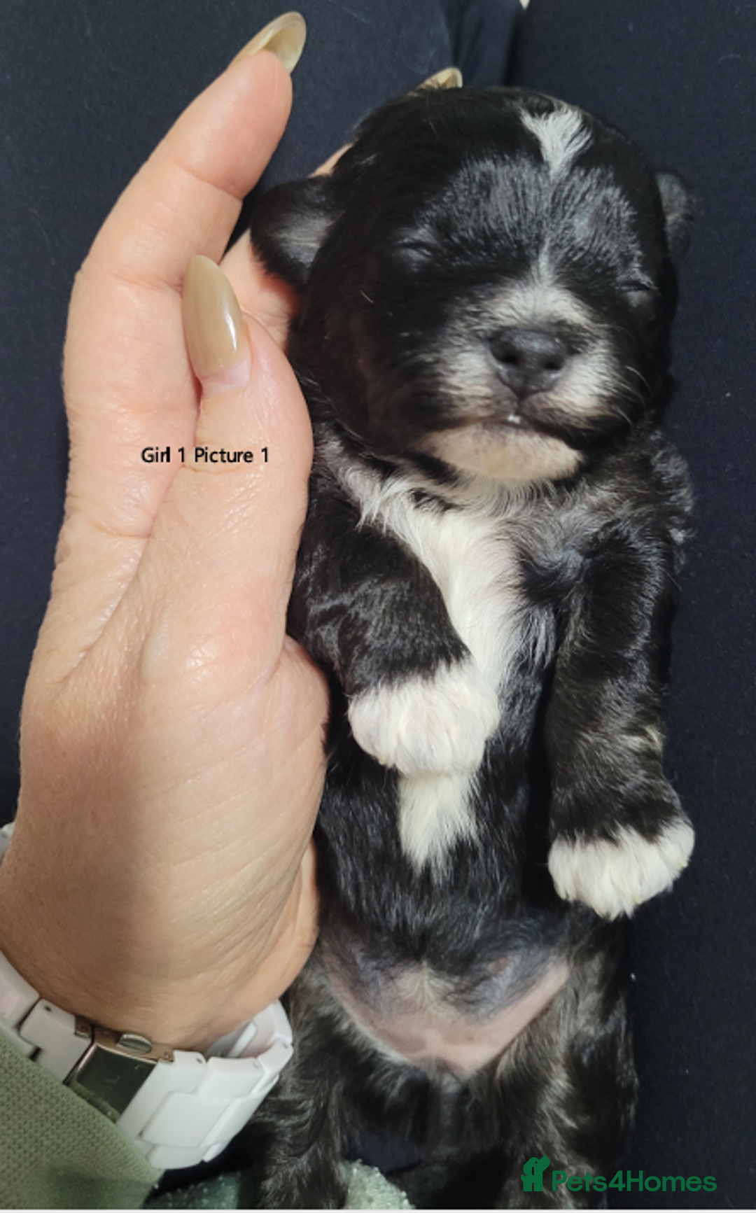 Mixed Breed dogs for sale: 🐶 Adorable La-Chon Puppies-Ready 1st December 🐶 - Image 11