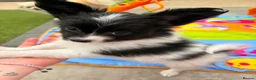 Papillon dogs for sale: Stunning, KC registered Papillon Puppies - Advert 9