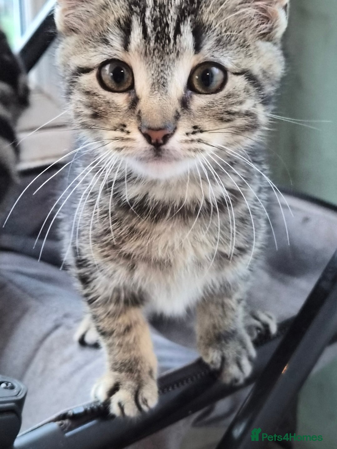 Mixed Breed cats for sale: Grey tabby kittens - Image 4