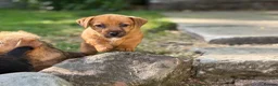 Mixed Breed dogs for sale: Stunning NORFOLK TERRIER X JACK RUSSELL  in Chester - Advert 14