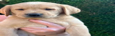 Labrador Retriever Puppy 2
