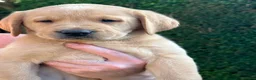 Labrador Retriever dogs for sale: Labrador Puppies For Sale - Advert 7