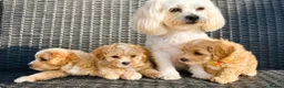 Maltipoo dogs for sale: Beautiful Malitpoo Male Puppy  in Gravesend - Advert 5