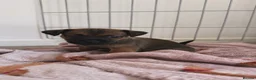 Jackshund dogs for sale: Jack Russell X Dachshund pups - Advert 22