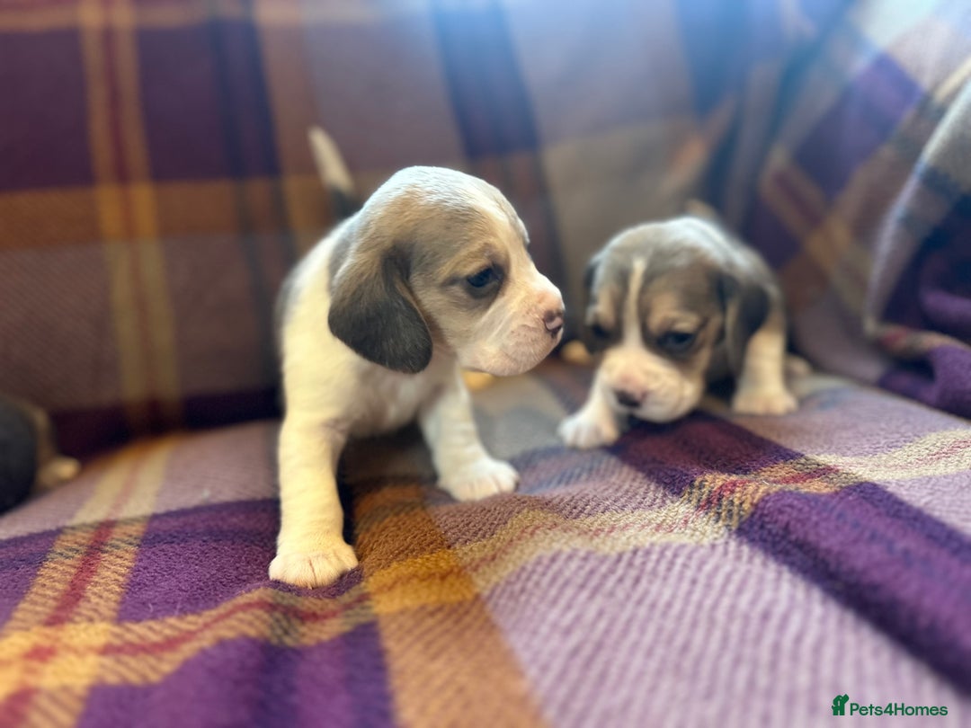 Beagle dogs for sale: KC Reg Beagle pups - Advert 3