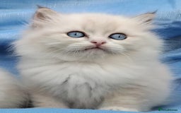 Siberian cats for sale: GCCF Registered Siberian kittens for sale  - Image 4