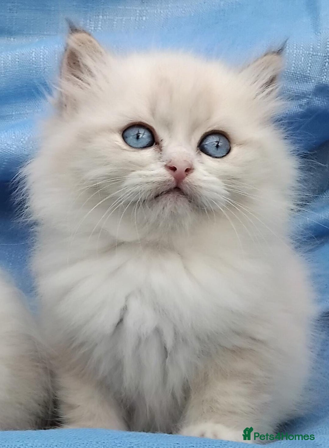 Siberian cats for sale: GCCF Registered Siberian kittens for sale  - Image 4