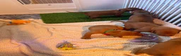 Hungarian Vizsla dogs for sale: Part Trained Daisy’s 2nd litter Hungarian vizsla - Advert 19