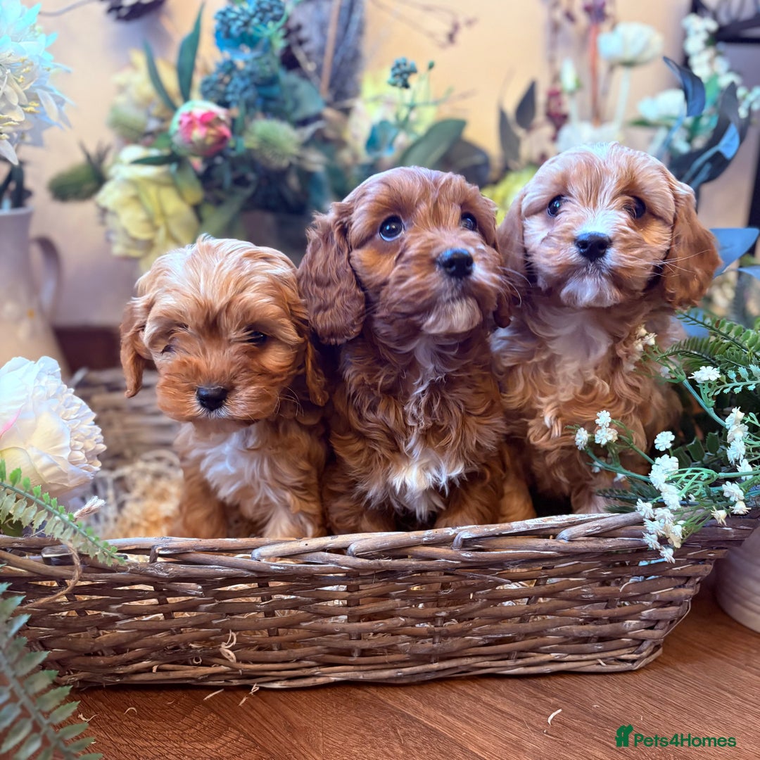 Cavapoo dogs for sale: Health tested toy cavapoo boys - Advert 6