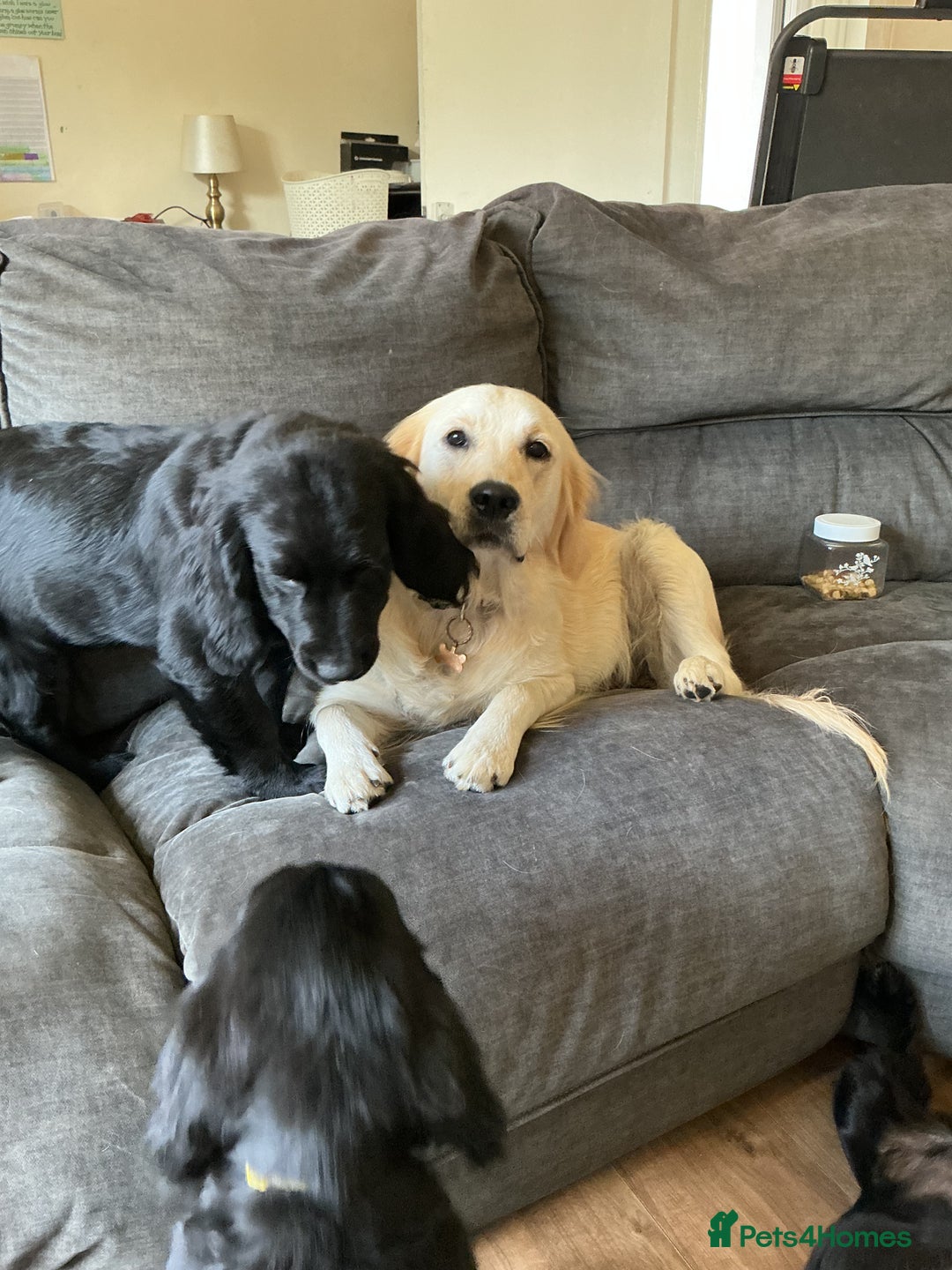 Mixed Breed dogs for sale: Spangold retrievers in Stourport-on-Severn - Image 1
