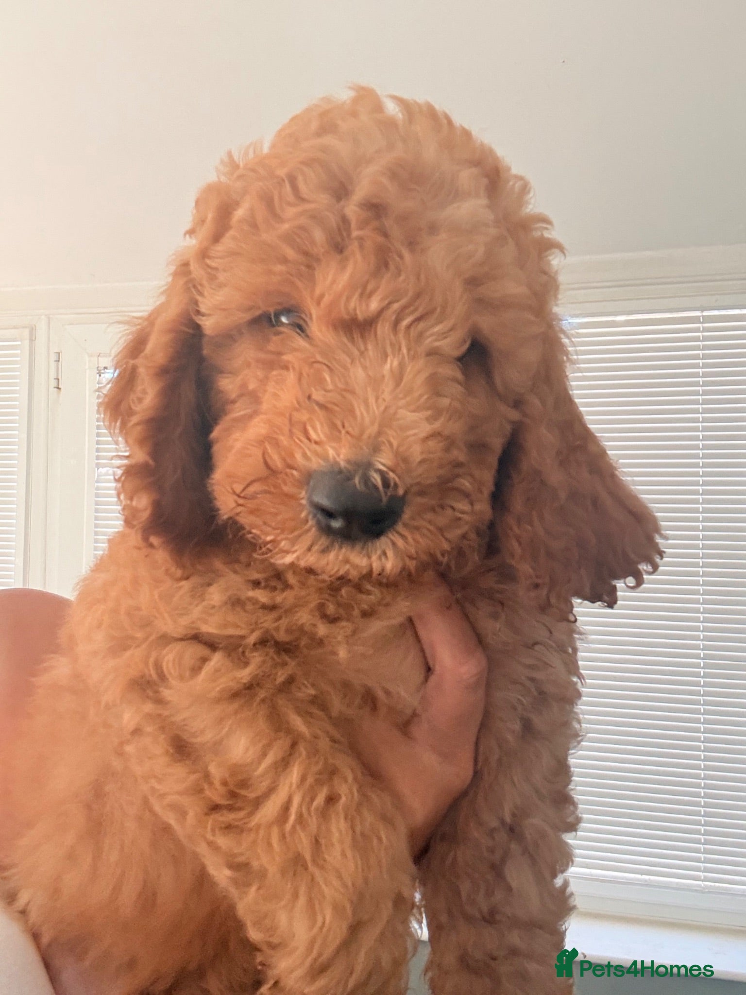 Mini Goldendoodle dogs READY NOW Gorgeous Mini Goldendoodles - Advert 8