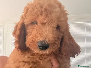 Mini Goldendoodle dogs READY NOW Gorgeous Mini Goldendoodles - Advert 8