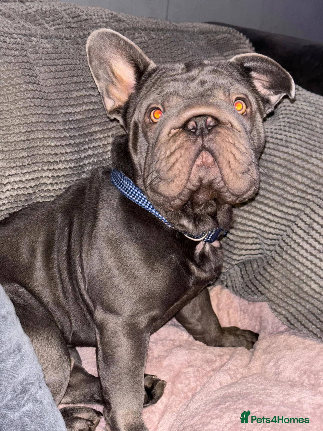 French Bulldog dogs for sale:  **  FRENCHIE  in Maldon - Advert 6