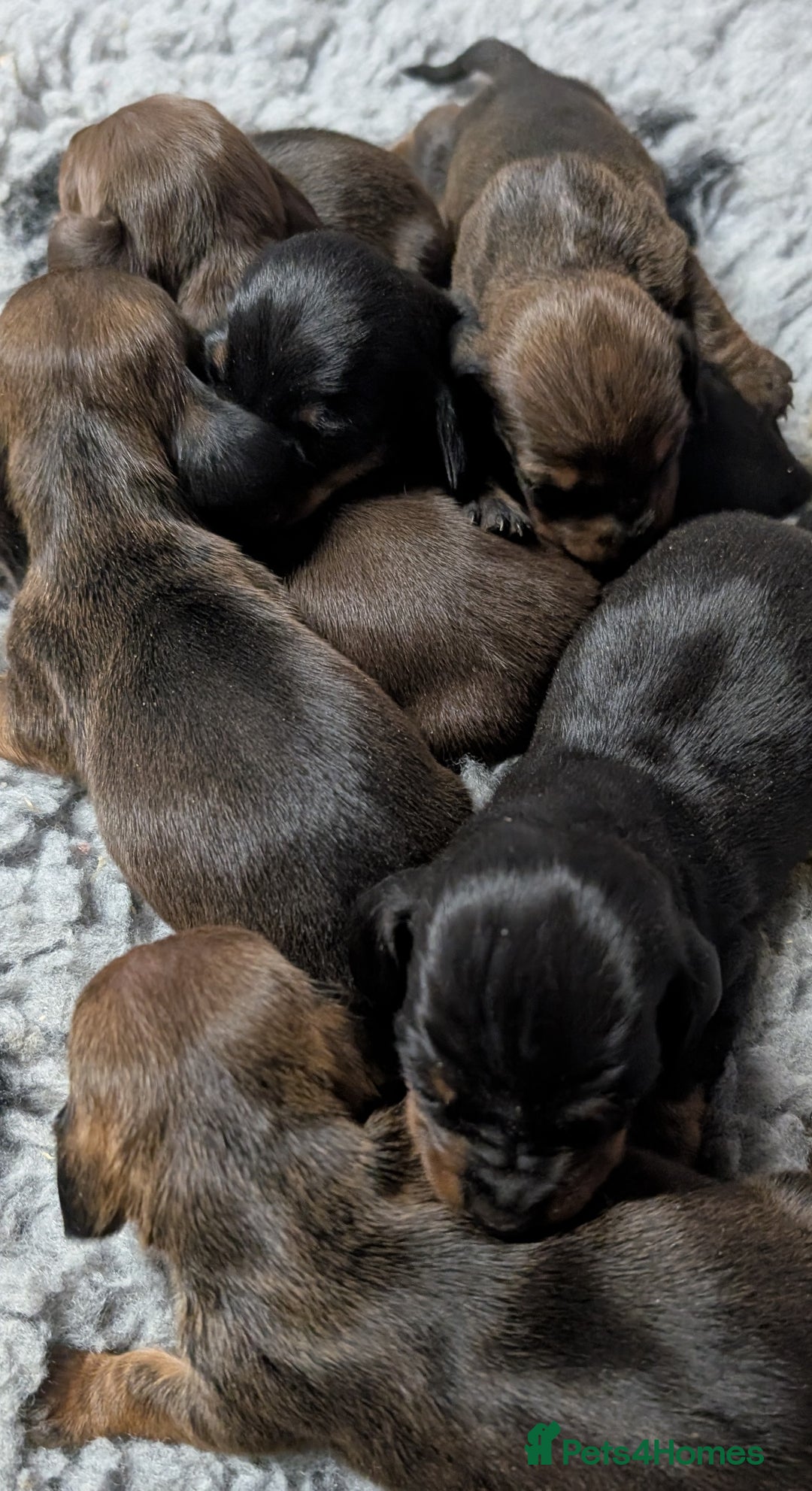 Miniature Dachshund dogs for sale: Quality KC / PRA Clear Minature Dachshund Puppies  - Image 13