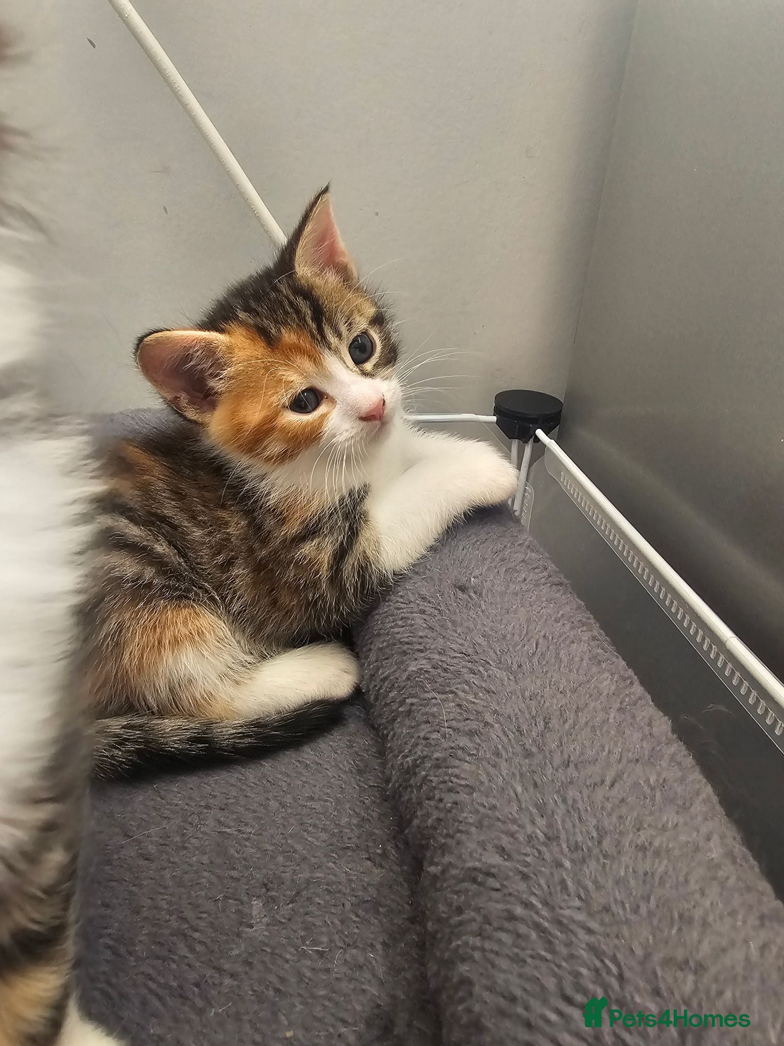 Mixed Breed cats Three tabby kittens  - Advert 1