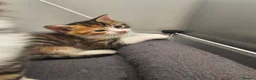 Mixed Breed cats for sale: Three tabby kittens  - Advert 1