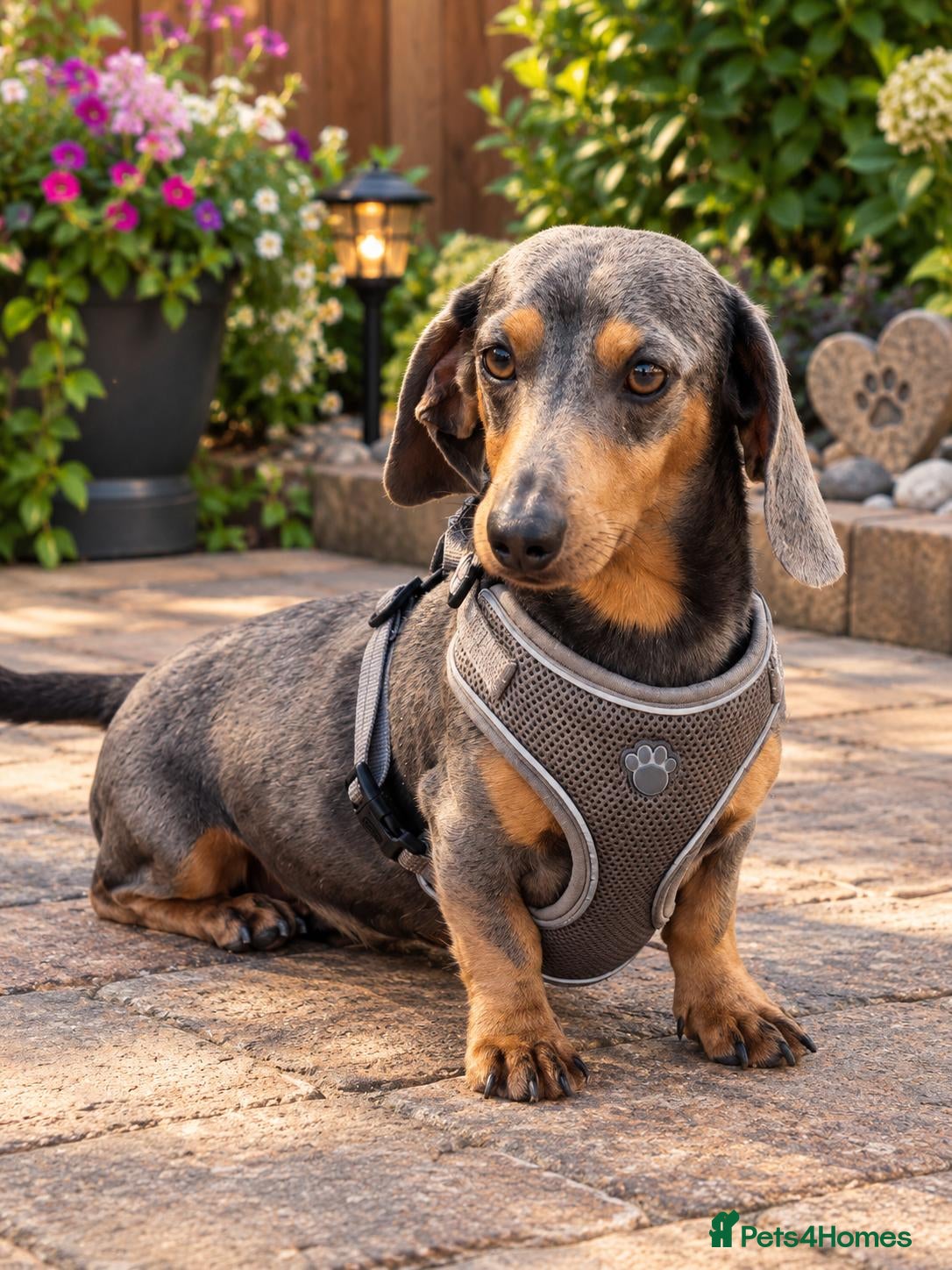 Miniature Dachshund dogs for stud: Blue and Tan miniature Dachshund  - Advert 1