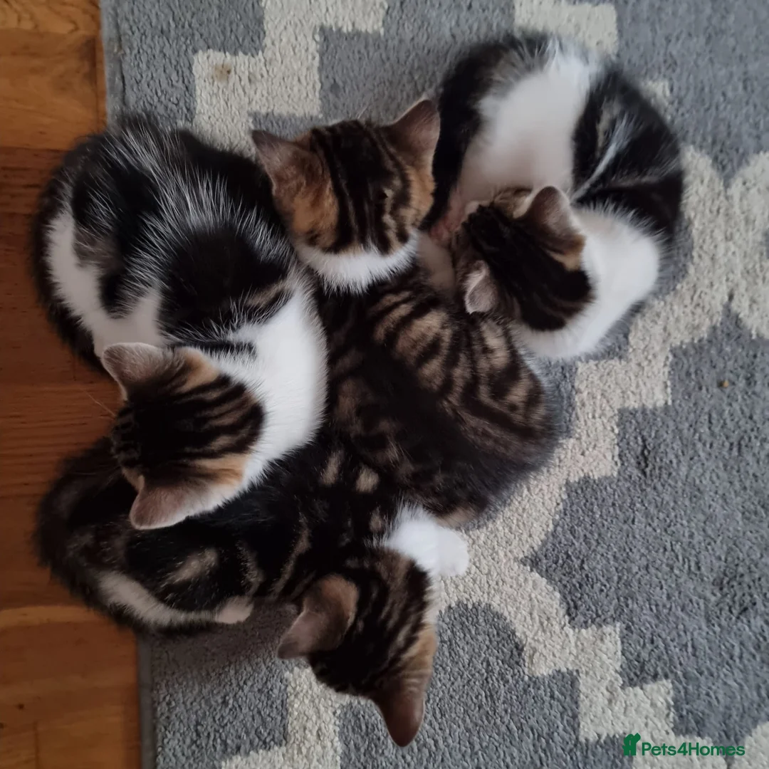 Mixed Breed cats for sale: 4 Cute Kittens For Sale !!!! - Advert 11