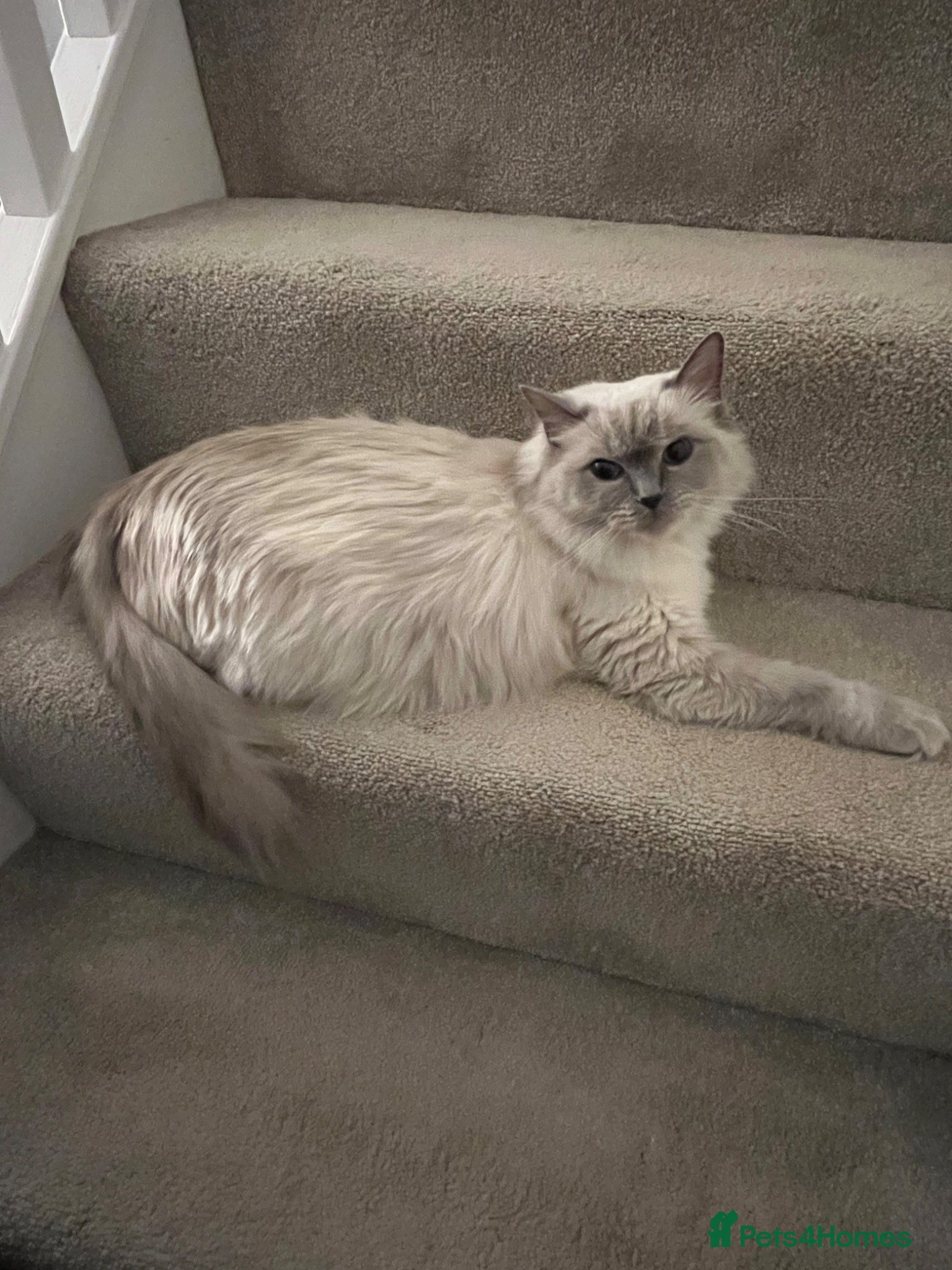 Maine Coon cats Gorgeous Russian Main Coon x Ragdoll Kittens - Advert 1