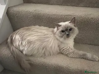 Maine Coon cats Gorgeous Russian Main Coon x Ragdoll Kittens - Advert 7