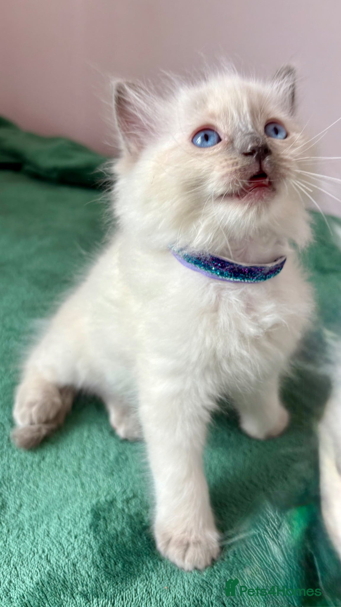 Ragdoll cats Ragdoll Kittens - Purebred and Highly Social - Advert 2