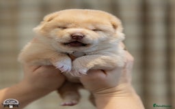 Japanese Shiba Inu dogs for sale: 	“Shiba Inu Puppies – Champion Pedigree, DNA Clear - Advert 31