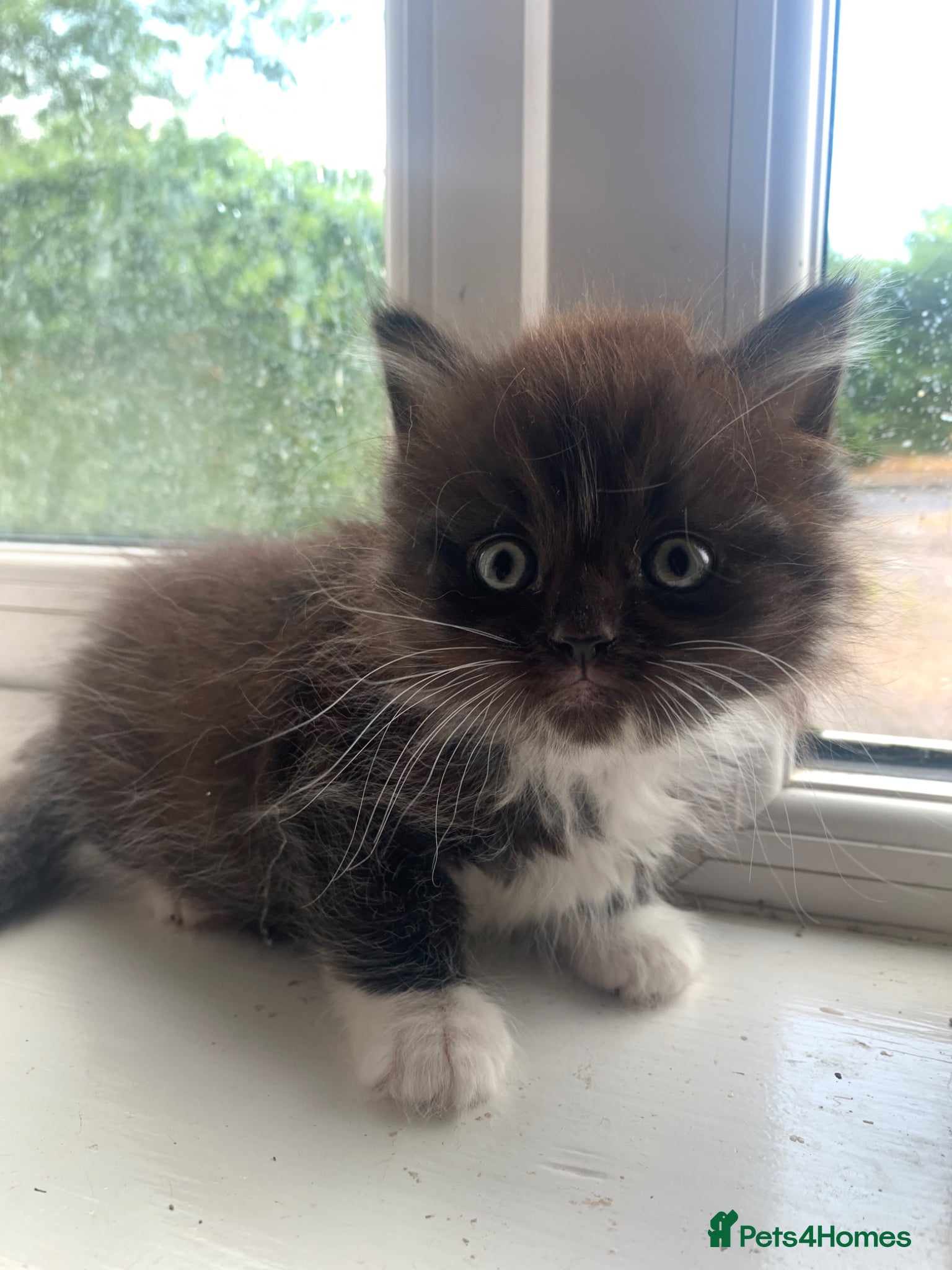 Mixed Breed cats Two Kittens For Sale - Advert 4