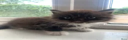 Mixed Breed cats for sale: Two Kittens For Sale - Advert 1