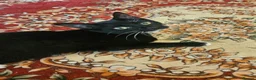 Mixed Breed cats for sale: Female microchiped and nuetud  - Advert 4