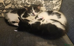 Mixed Breed cats for sale: Beautiful, playful kittens for sale - Image 7