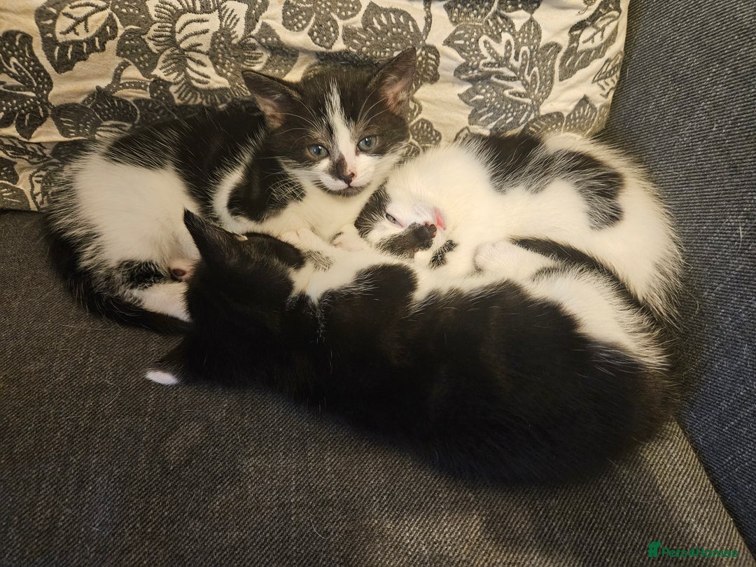 Mixed Breed cats for sale: Beautiful, playful kittens for sale - Image 7