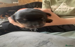 Rottweiler dogs for sale: Rottweiler  - Advert 26