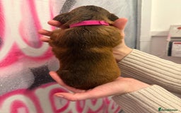 Cockapoo dogs for sale: *STUNNING F1 COCKAPOO PUPPIES* - Advert 18